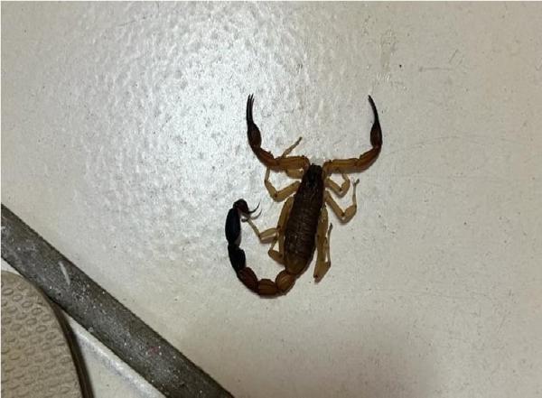Sesapi alerta para acidentes com animais peçonhentos; 466 casos em janeiro