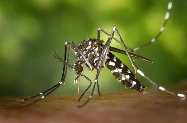 Dengue devasta o Brasil: prejuízo de R$ 28 bilhões em 2024 acende alerta!