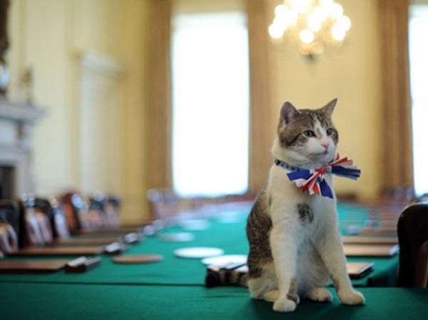Larry, o 'gato oficial' da resid&ecirc;ncia do premi&ecirc; brit&acirc;nico, 'prova' gravata-borboleta com as cores do pa&iacute;s, que vai usar na festa dada pelo primeiro-ministro para celebrar o casamen(Imagem:AFP)