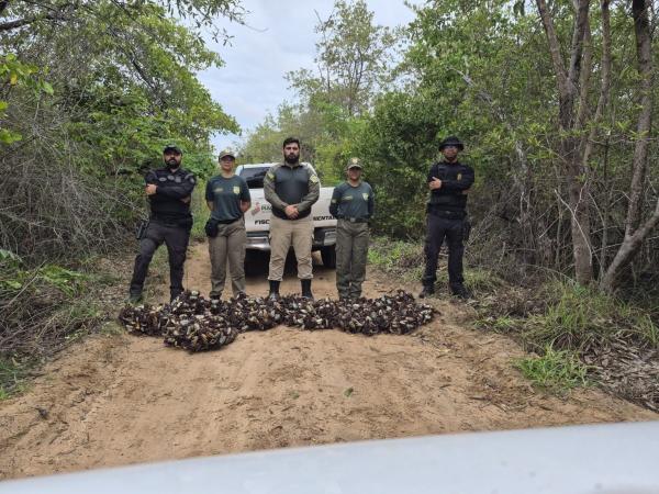Período de defeso: Semarh realiza maior apreensão de caranguejos-uçá durante operação no litoral do Piauí(Imagem: Ascom Semarh)