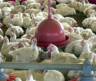 80% dos dos frangos vendidos no Piauí não são inspecionados