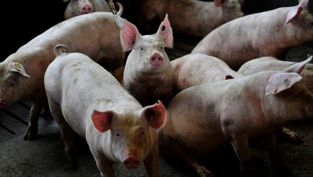 Peste suína tem focos controlados no Piauí