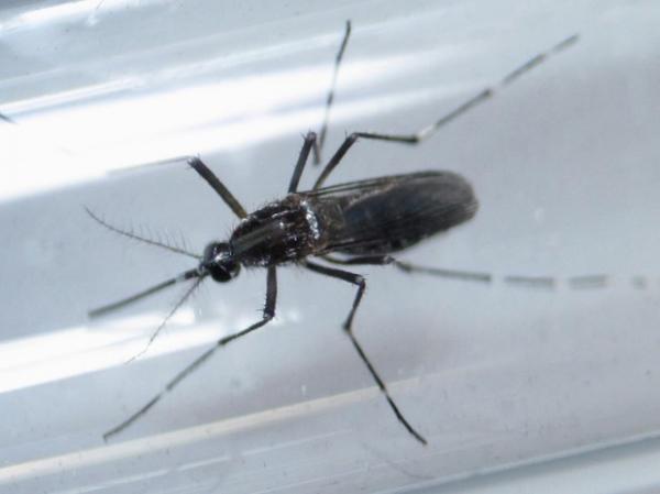 Casos de chikungunya crescem, mas Piauí tem a menor incidência do NE