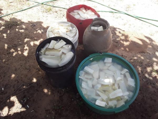 Fam&iacute;lia de agricultores colhe macaxeira de tr&ecirc;s metros em Eliseu Martins, Piau&iacute;.(Imagem:Arquivo Pessoal)