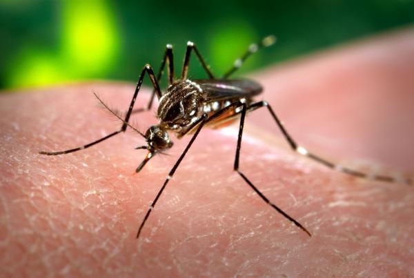 Prefeitos do PI reclamam da falta de verba para combater aedes aegypti