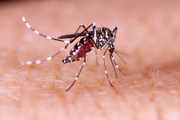 Profissionais de saúde alertam para ressurgimento do tipo 3 da dengue