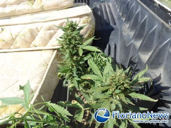 Força Tática prende acusado de latrocínio na zona rural de Floriano.(Imagem:FlorianoNews)
