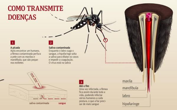 Infografia da Folha de S&atilde;o Paulo.(Imagem:Cidade Verde)