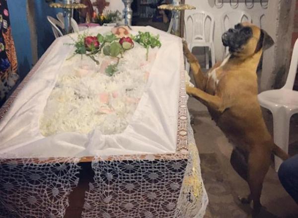 Cadela participa do velório de dona em Teresina e causa comoção