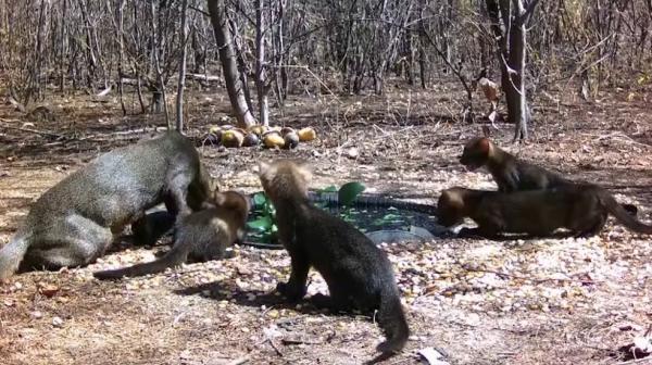 M&atilde;e e filhotes de gato-mourisco bebem &aacute;gua em reservat&oacute;rio.(Imagem:Arquivo pessoal/Edilberto Rocha J&uacute;nior)