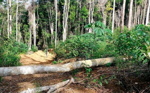 Desmatamento da Mata Atlântica cresce em cinco estados do país, aponta levantamento
