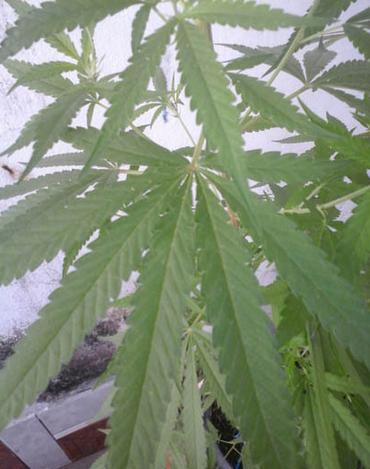 Estudante de Engenharia de Produção é preso suspeito de cultivar maconha em casa