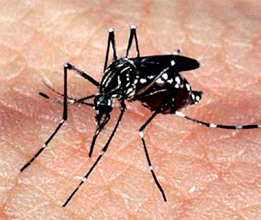 Piauí tem 559 casos prováveis de dengue e ministério alerta