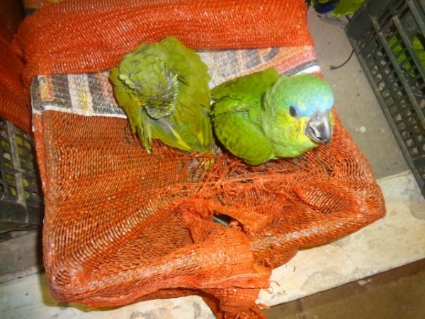 Opera&ccedil;&atilde;o conjunta faz apreens&atilde;o de animais silvestres.(Imagem:FlorianoNews)