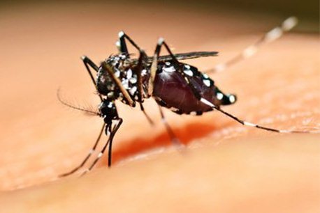 Piauí reduziu mais de 89% os casos chikungunya