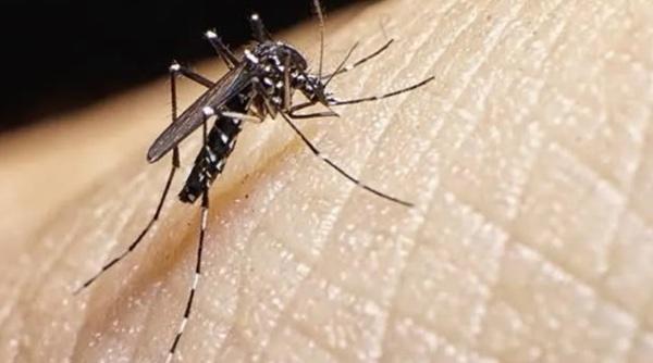 Dengue no Brasil: mais de 1 milhão de casos prováveis em 2025