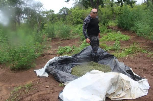  Pol&iacute;cia Militar encontra e incinera planta&ccedil;&atilde;o de maconha com 2 hectares na zona rural de Paulistana, no Piau&iacute;.(Imagem: Pol&iacute;cia Militar )