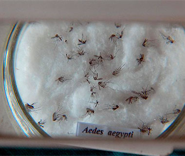 Casos de dengue crescem 138,9% em relação ao ano passado