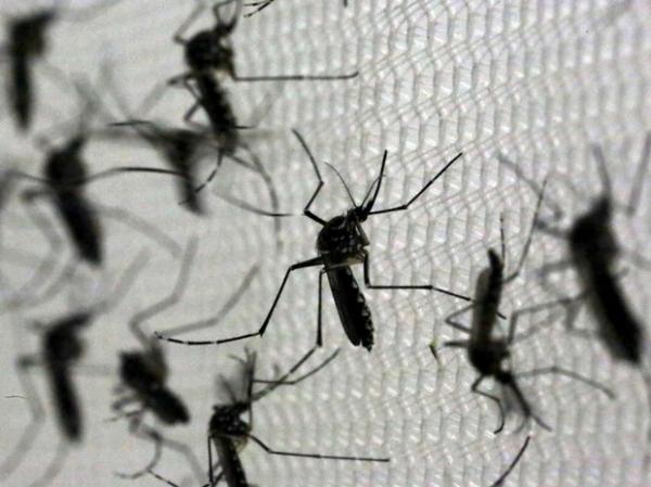 Ministério da saúde descarta 14 casos de microcefalia no Piauí