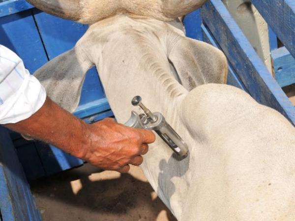 Com 60% da meta batida, vacinação contra a febre aftosa é prorrogada