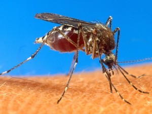 Secretaria de Saúde investiga duas mortes por dengue hemorrágica no PI