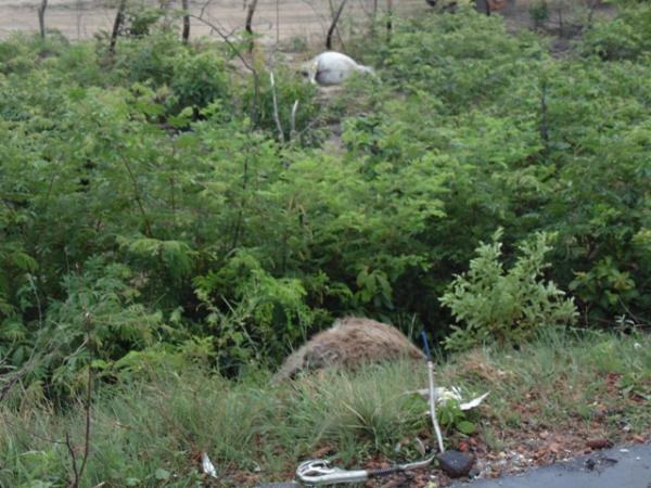 Animais morreram com a colis&atilde;o.(Imagem:Pol&iacute;cia Civil)
