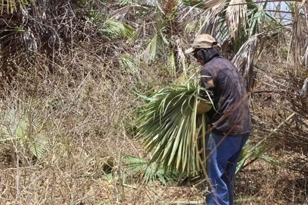 Piau&iacute; &eacute; o primeiro do Nordeste que mais resgata trabalhadores em situa&ccedil;&atilde;o an&aacute;loga &agrave; de escravid&atilde;o (Imagem:Reprodu&ccedil;&atilde;o/MPT)