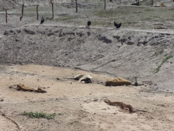 Sem chuva, seca se agrava e mata animais na zona rural de Floriano