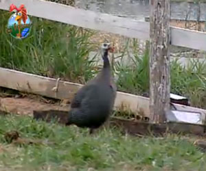 Galinha invade espaço das vacas e foge de peões