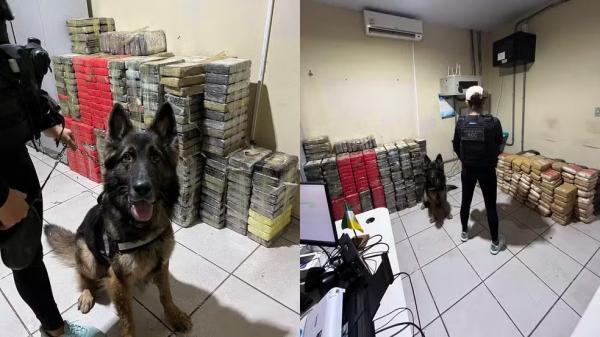 C&atilde;o farejador da Pol&iacute;cia Civil encontra drogas em compartimento oculto de caminh&atilde;o em Picos.(Imagem:Divulga&ccedil;&atilde;o/Pol&iacute;cia Civil do Piau&iacute;)