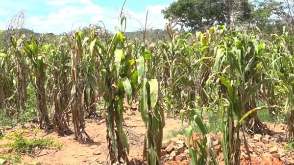Seca verde afeta agricultores no Sul do Piau&iacute;.(Imagem:TV Clube)