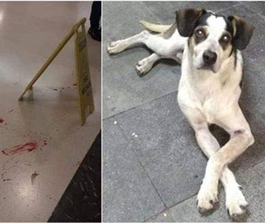 Mensagem de ódio contra cachorro morto no Carrefour é investigada no Piauí
