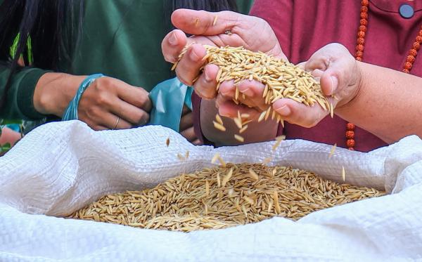 Safra agrícola do Piauí tem expectativa de recorde em 2026, aponta IBGE(Imagem:Geirlys Silva / SAF)