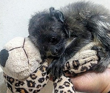 Filhote é salvo e ganha pelúcia após mãe ser atropelada no Piauí