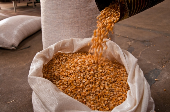 Conab inicia agendamento de agricultores piauienses para a venda de milho
