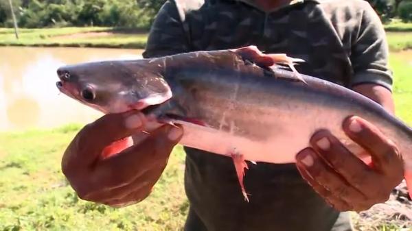  Naz&aacute;ria &eacute; um dos principais polos de produ&ccedil;&atilde;o de pescados do Piau&iacute;.(Imagem: TV Clube )