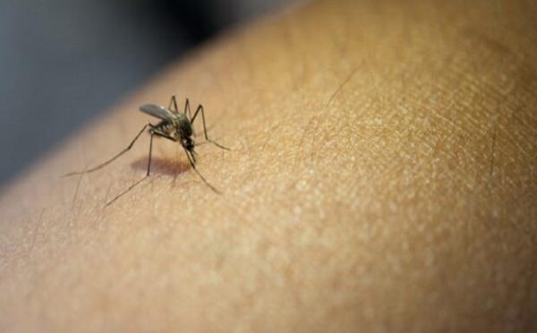 Piauí apresenta redução de notificações de dengue, zika e chikungunya em relação a 2022