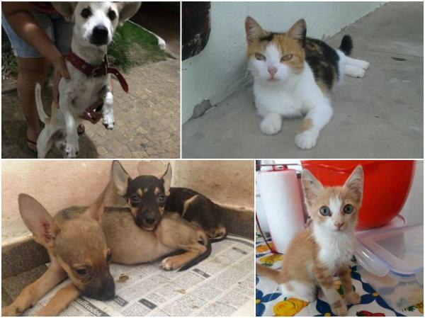 ONGs d&atilde;o lar a c&atilde;es e gatos em situa&ccedil;&atilde;o de rua na capital(Imagem:Instagram)