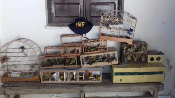 PRF flagra casal com mais de 100 aves silvestres em ve&iacute;culo(Imagem:PRF)