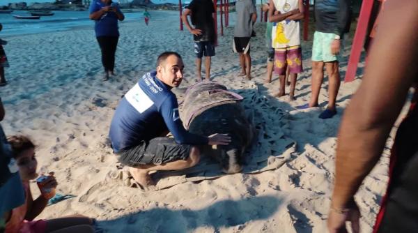  Peixe-boi de quase 400 kg &eacute; resgatado na Praia da Pedra do Sal, em Parna&iacute;ba.(Imagem:Divulga&ccedil;&atilde;o )