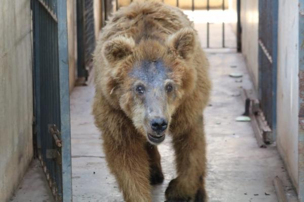 Ursa Marsha foi transferida para o santu&aacute;rio Rancho dos Gnomos, em Joan&oacute;polis (SP), onde faleceu meses depois(Imagem:Andr&ecirc; Nascimento)