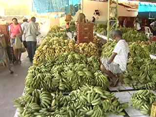 Adapi controla entrada de bananeiras para não contrair praga devastadora