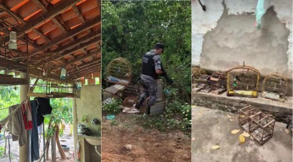 Polícia Militar do Piauí resgata 29 aves silvestres durante ação ambiental em União(Imagem:Divulgação/Ascom PM-PI)
