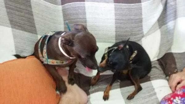 Decisão judicial pode separar casal de cachorros e donos protestam no PI