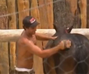 Daniel Bueno mostra habilidade com os cavalos