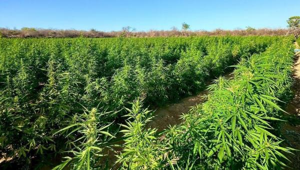 Alunos do Curso de Opera&ccedil;&otilde;es das PMs do Piau&iacute; e Bahia localizam ro&ccedil;a com 90 mil p&eacute;s de maconha em Concei&ccedil;&atilde;o do Canind&eacute;.(Imagem:Divulga&ccedil;&atilde;o)