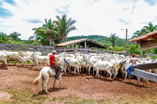 Programa do Governo do Estado leva inseminação artificial gratuita e assistência técnica a pequenos e médios produtores.(Imagem:Divulgação)