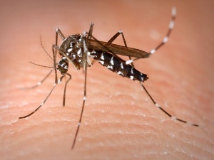 Piauí registra três casos e uma morte de dengue hemorrágica em 2014