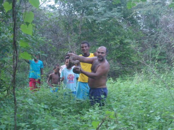 Cobra jiboia &eacute; encontrada dentro de resid&ecirc;ncia em Floriano.(Imagem:FlorianoNews)