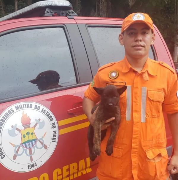  Thor, primeiro c&atilde;o-bombeiro de resgate e salvamento do Piau&iacute;, morre aos dois anos.(Imagem: Divulga&ccedil;&atilde;o/CBMEPI )